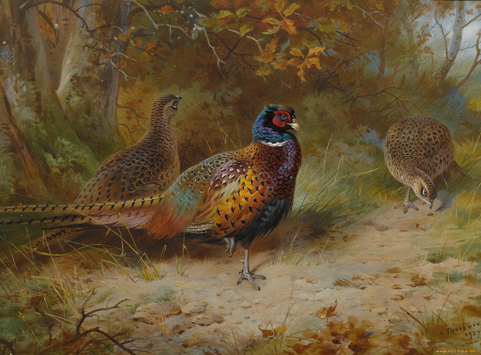 , archibald, thorburn